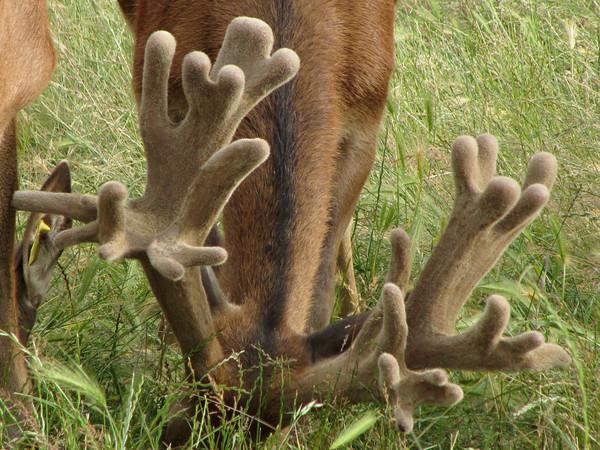 Remarkables Park Stud stag antlers.